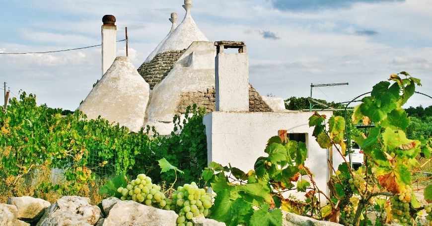 Trullo dwelling surrounded by grapevines in the rural landscape of valle d'itria