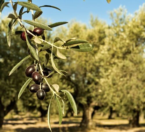 Close-up of ripe olives growing in ancient groves of valle d'itria